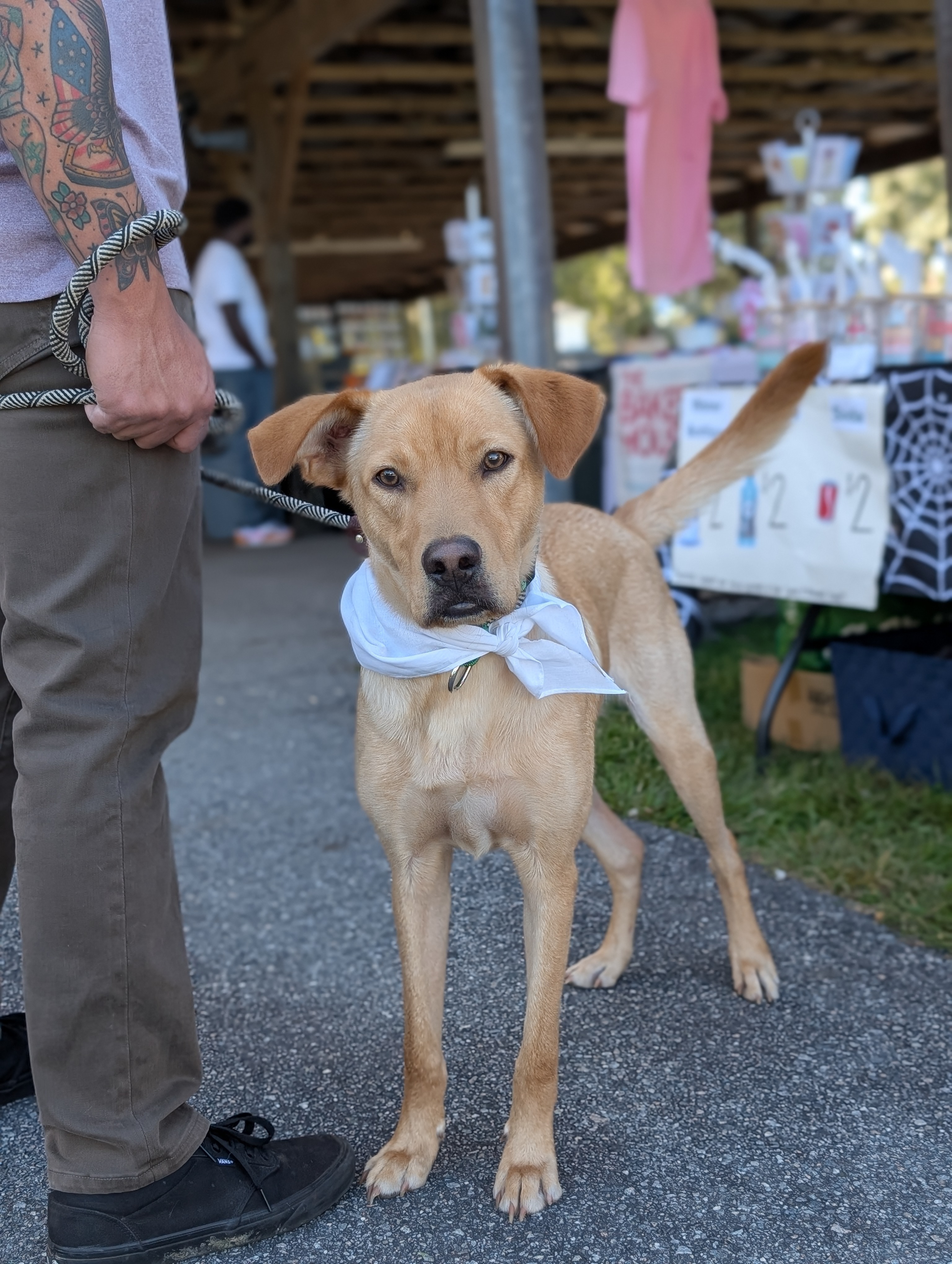 Legend, Adopted, Young Male Yellow Labrador Retriever & Golden Retriever.