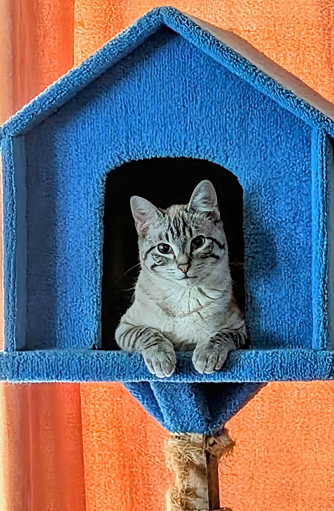 Missy , adopted, Young Female Exotic Shorthair & Domestic Short Hair.