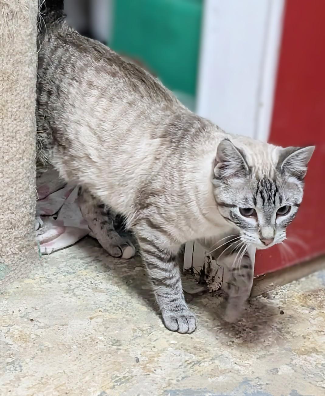 Missy , an adopted mixed breed in Winnipeg, MB image 3/4