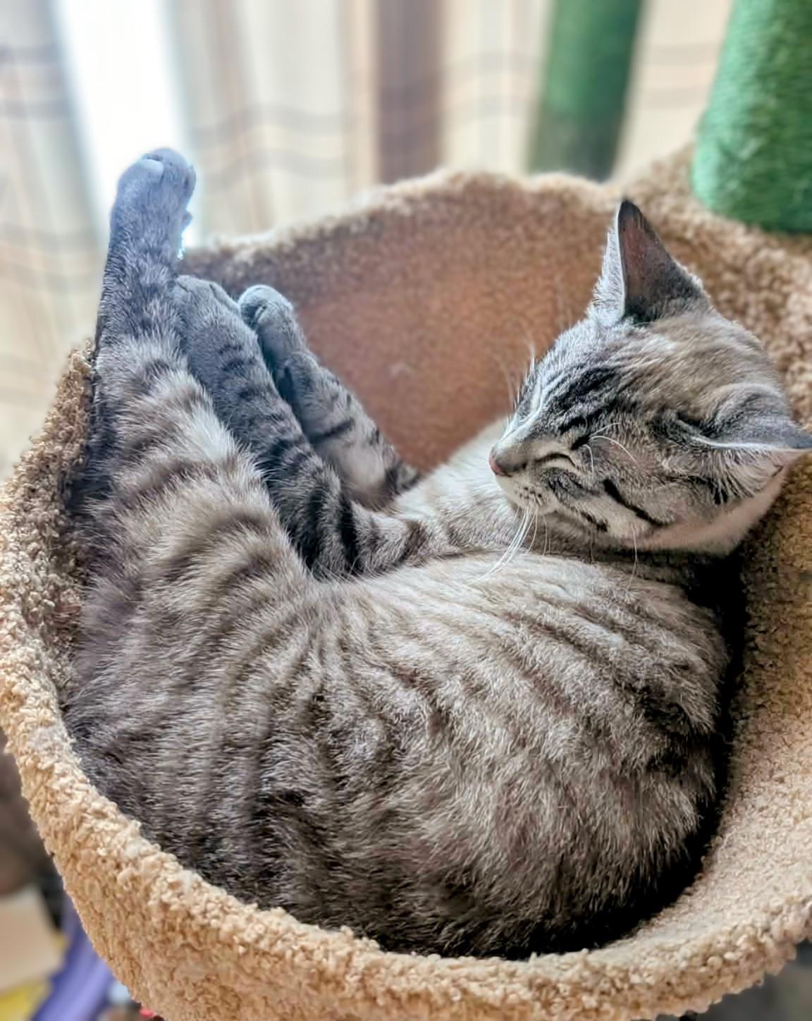 Missy , an adopted mixed breed in Winnipeg, MB image 4/4