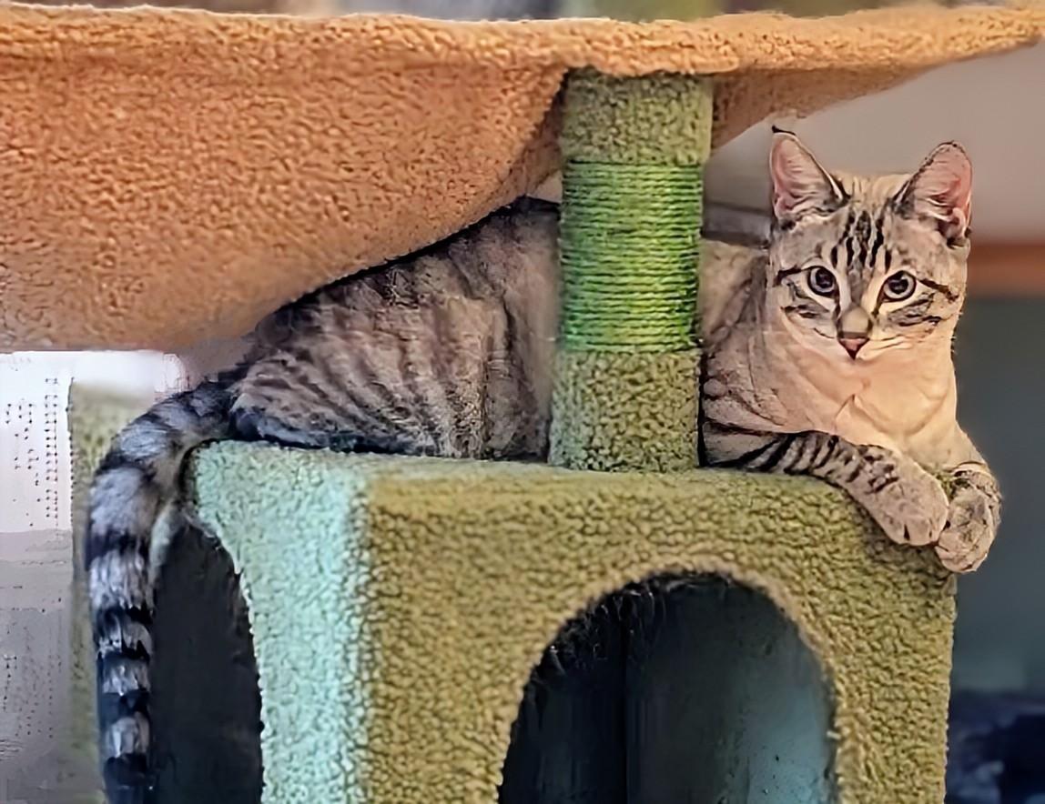 Missy , an adopted mixed breed in Winnipeg, MB image 2/4