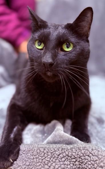 Wolverine, ADOPTABLE, Adult Male Domestic Short Hair.