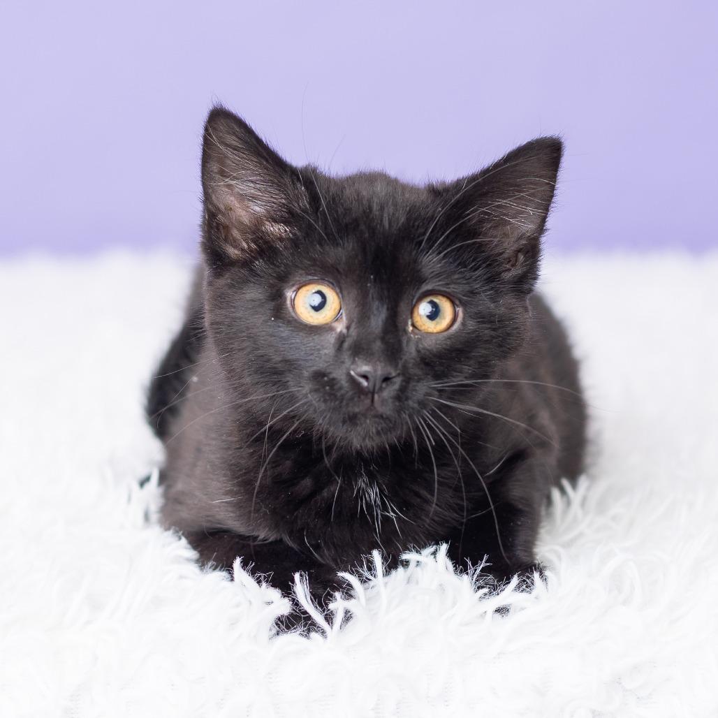 Rosewood, Adoptable, Kitten Female Domestic Short Hair.