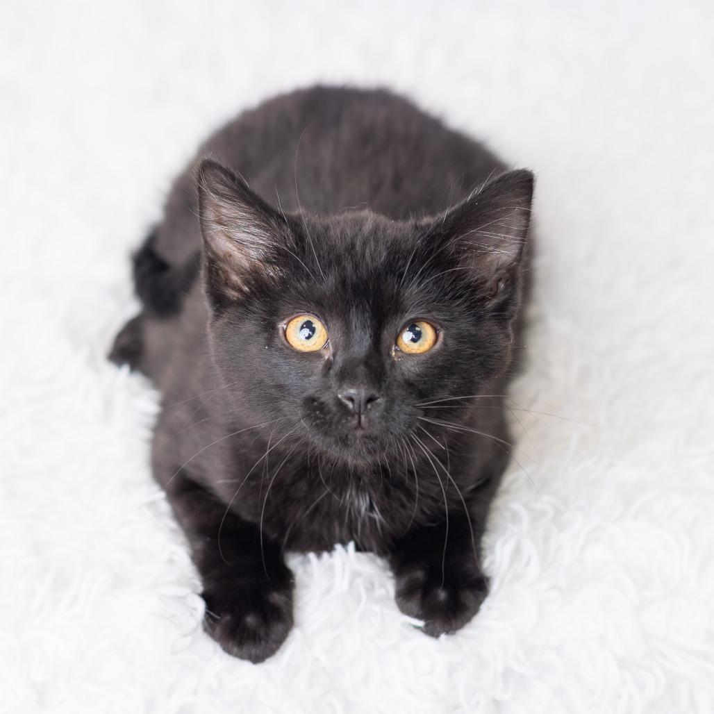 Enlarge Rosewood, a Adoptable Domestic Short Hair in St. Paul, MN image 2/5