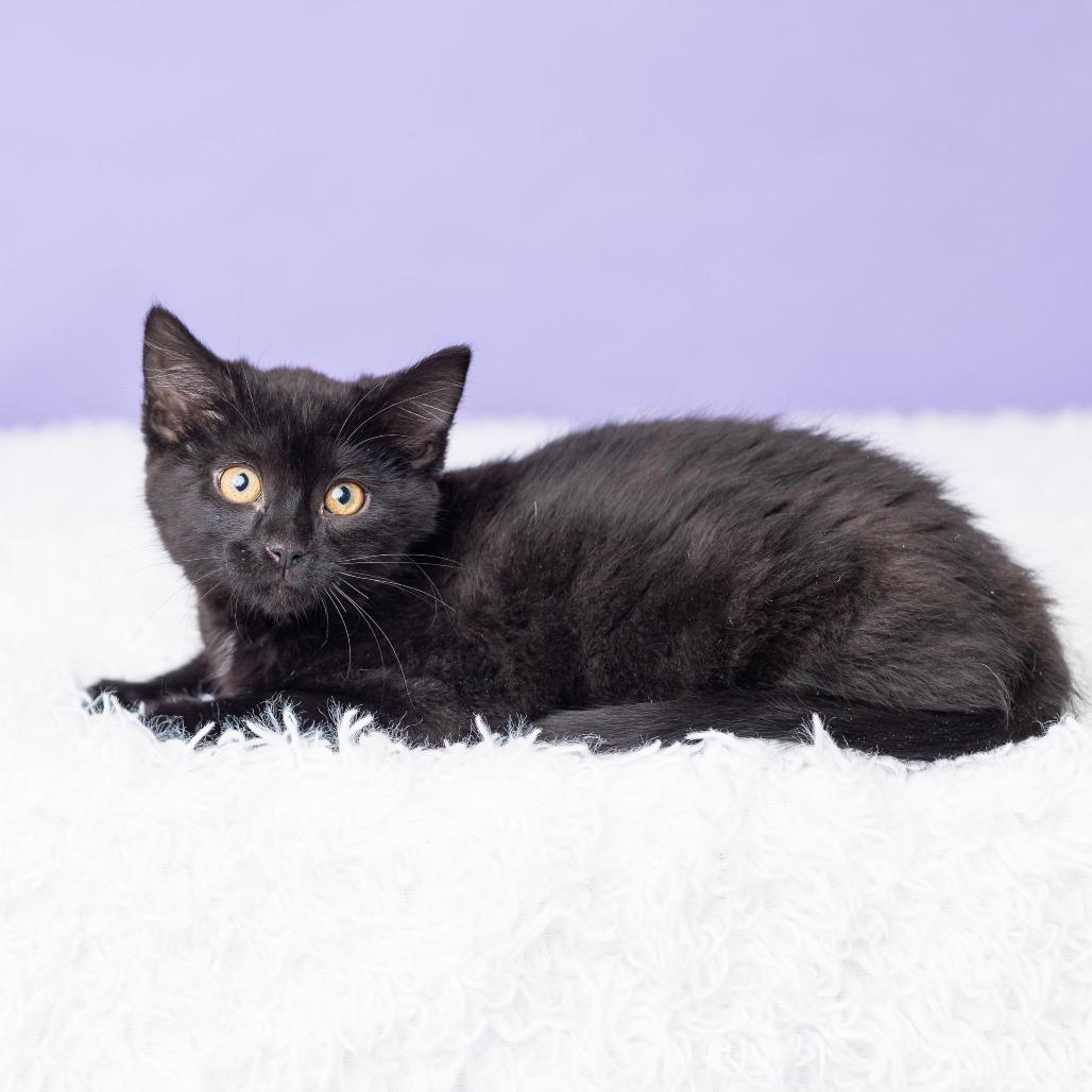 Enlarge Rosewood, a Adoptable Domestic Short Hair in St. Paul, MN image 3/5
