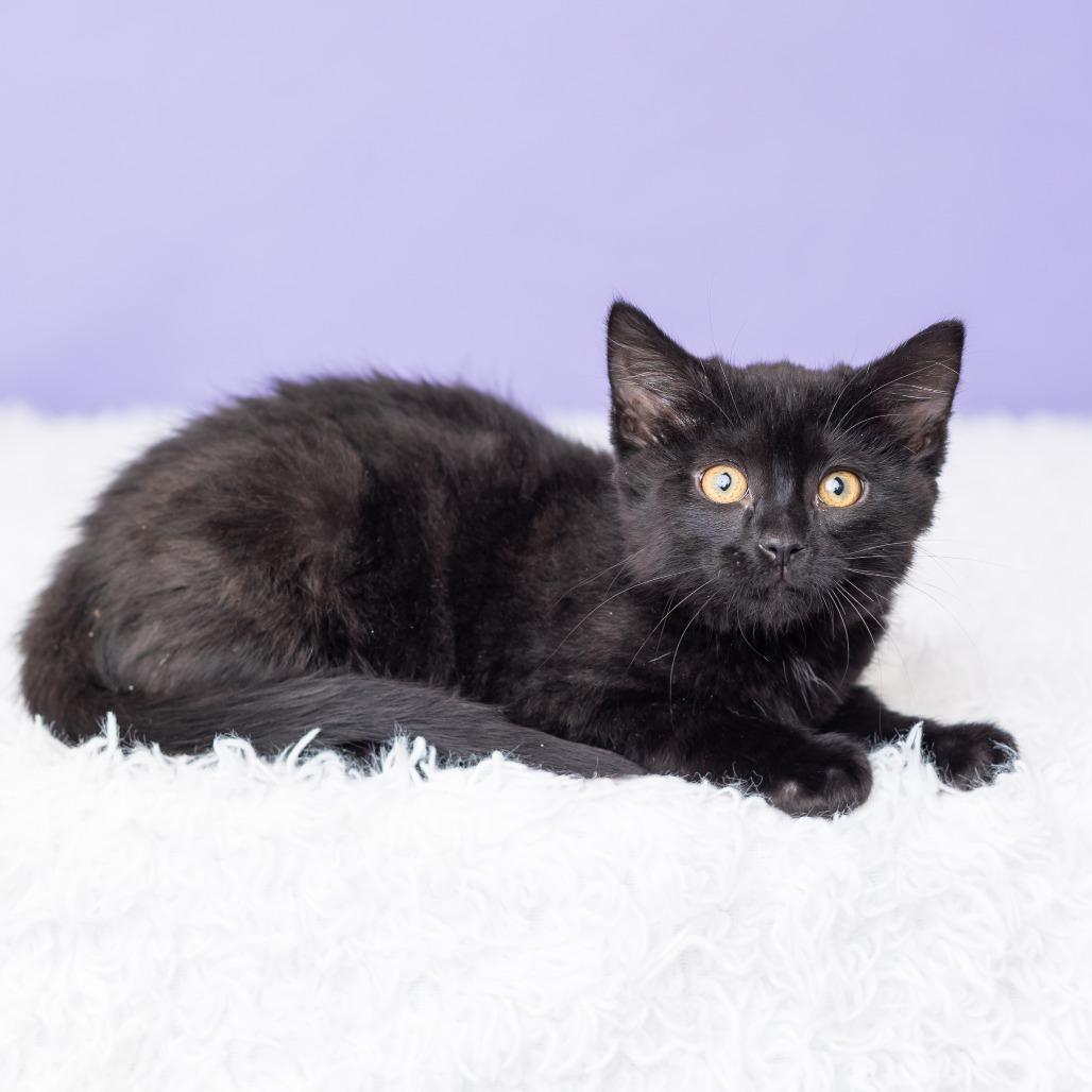 Enlarge Rosewood, a Adoptable Domestic Short Hair in St. Paul, MN image 4/5