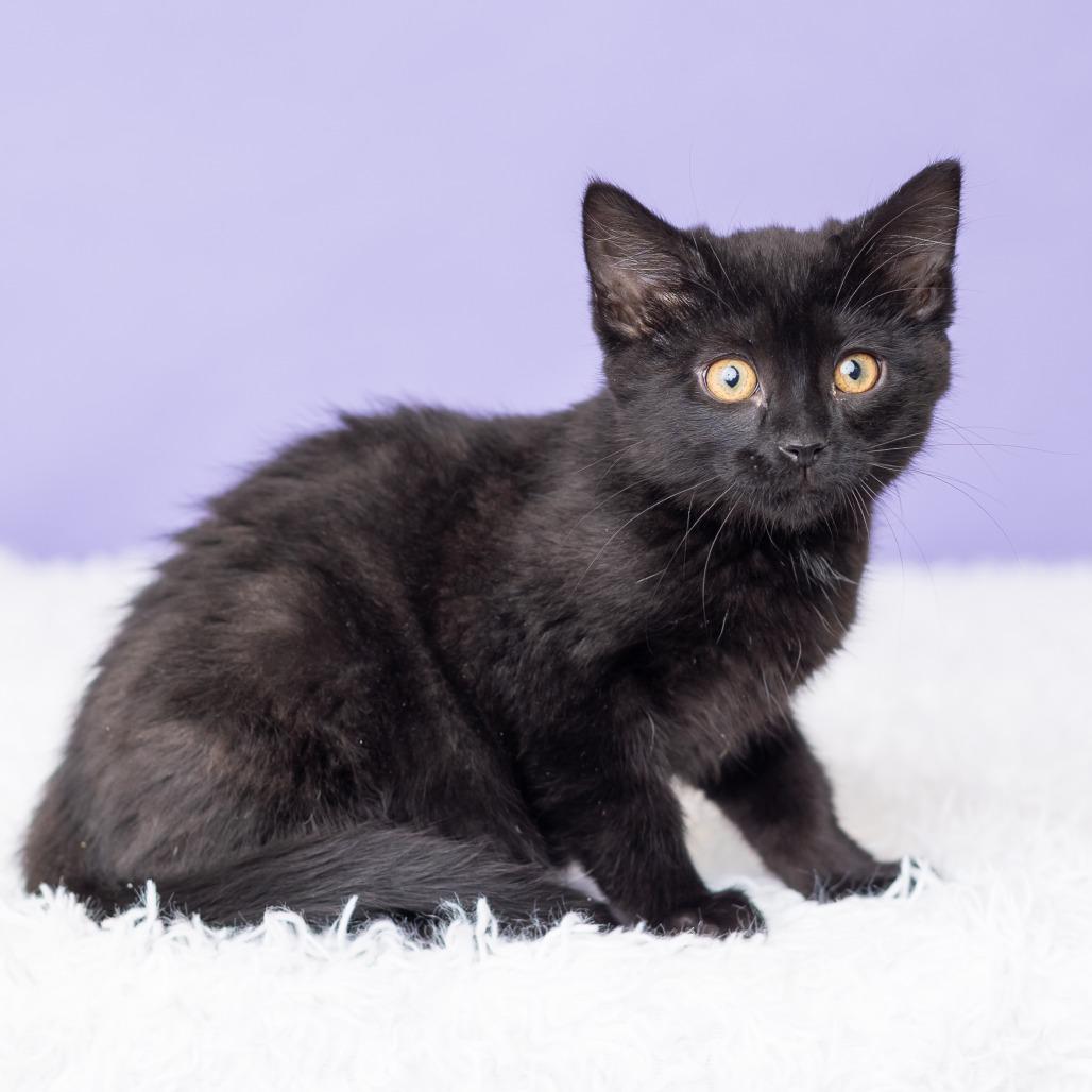 Enlarge Rosewood, a Adoptable Domestic Short Hair in St. Paul, MN image 5/5
