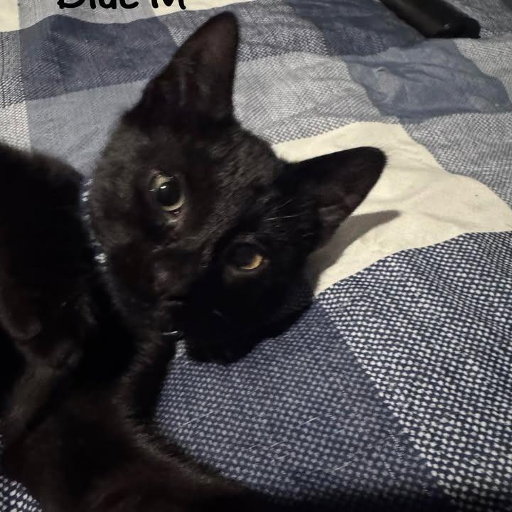 Enlarge Luna, a Adoptable Domestic Short Hair in Yorktown, IN image 1/1