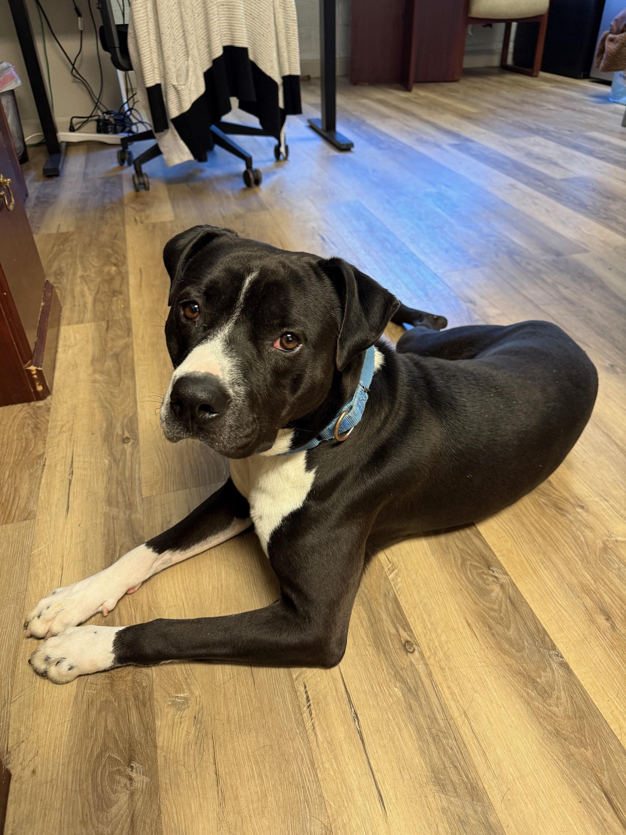 Enlarge Sal, a Adoptable Pit Bull Terrier in Redding, CA image 5/5