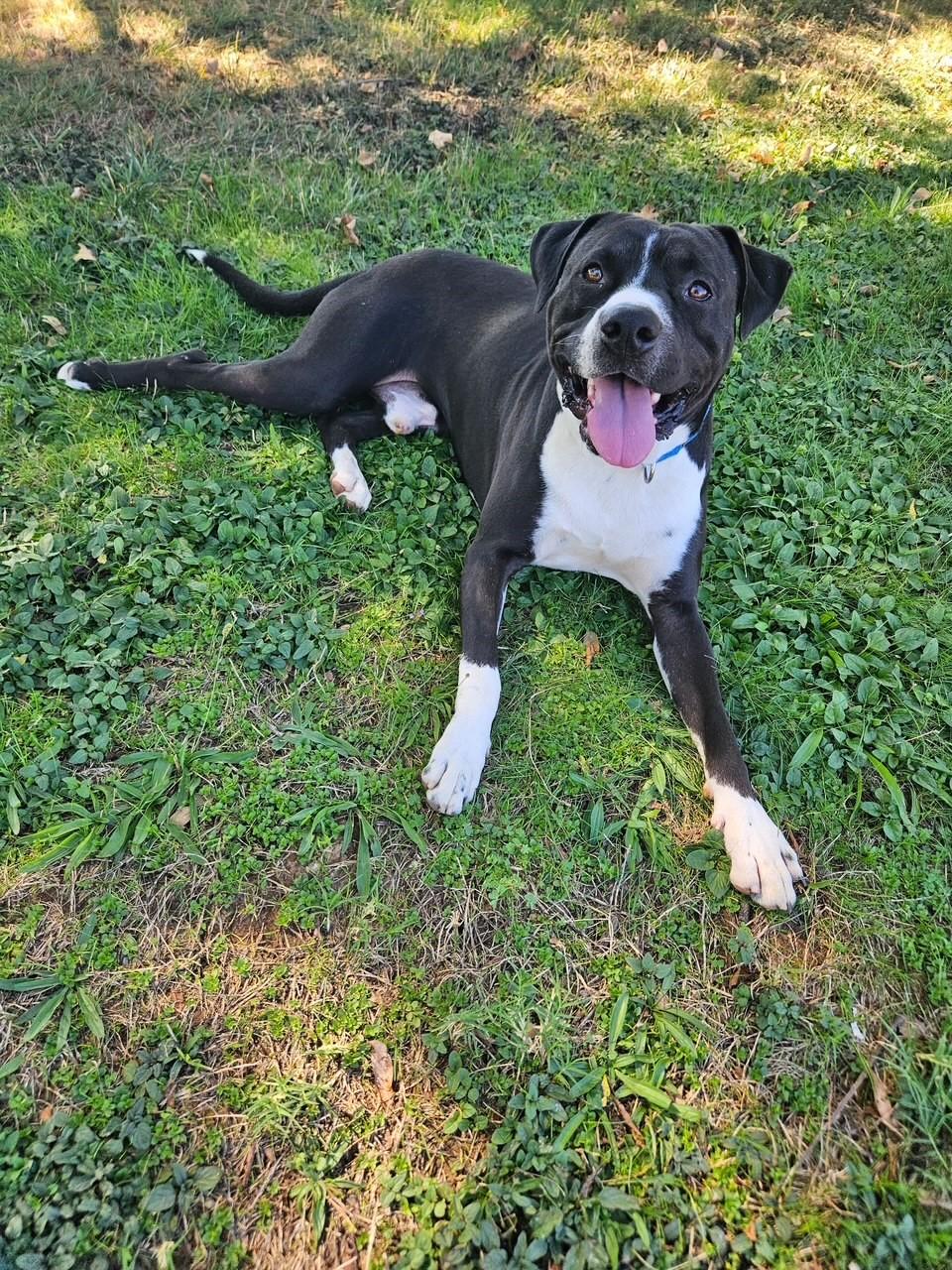 Enlarge Sal, a Adoptable Pit Bull Terrier in Redding, CA image 4/5