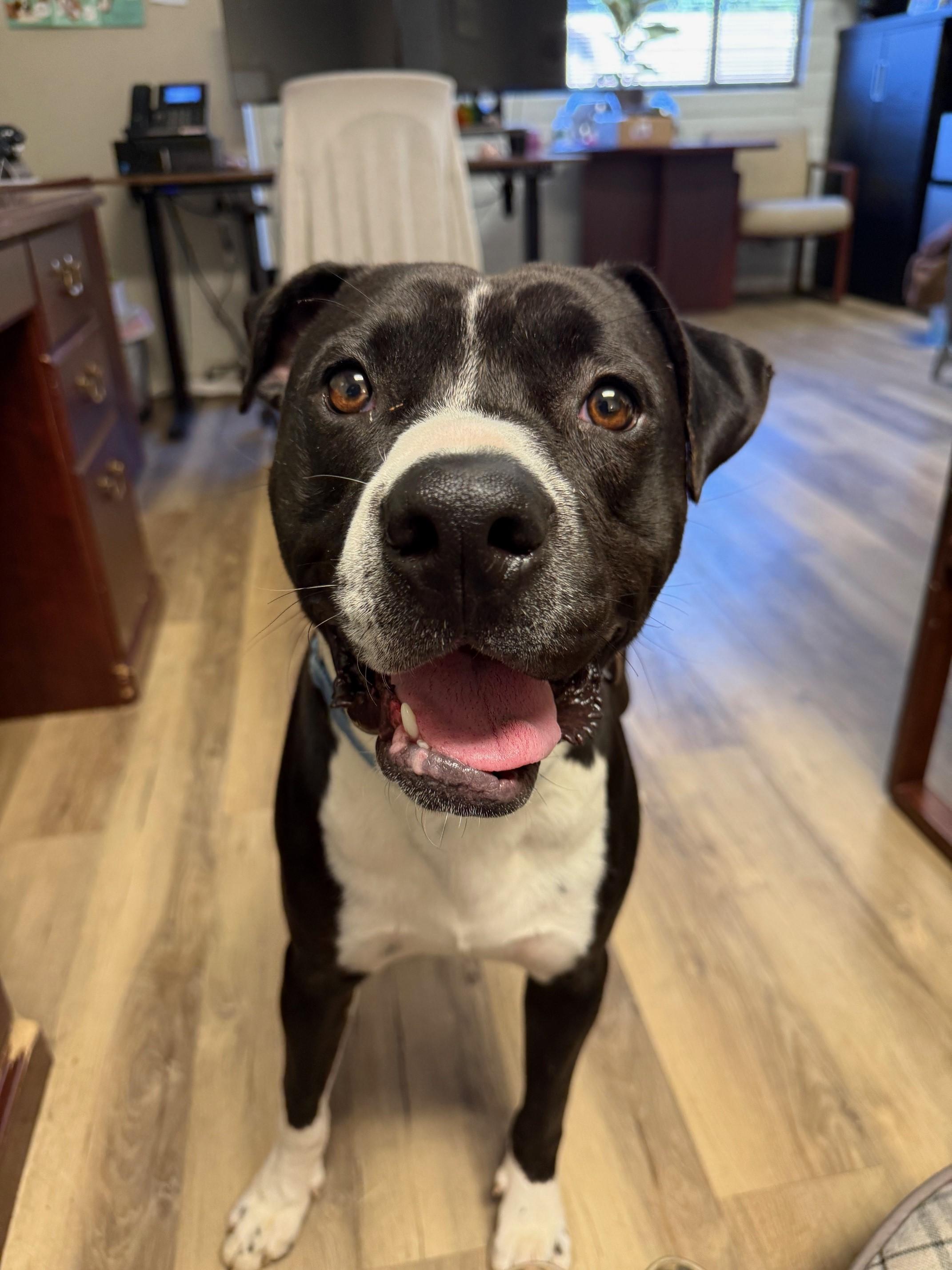 Sal, Adoptable, Young Male Pit Bull Terrier.