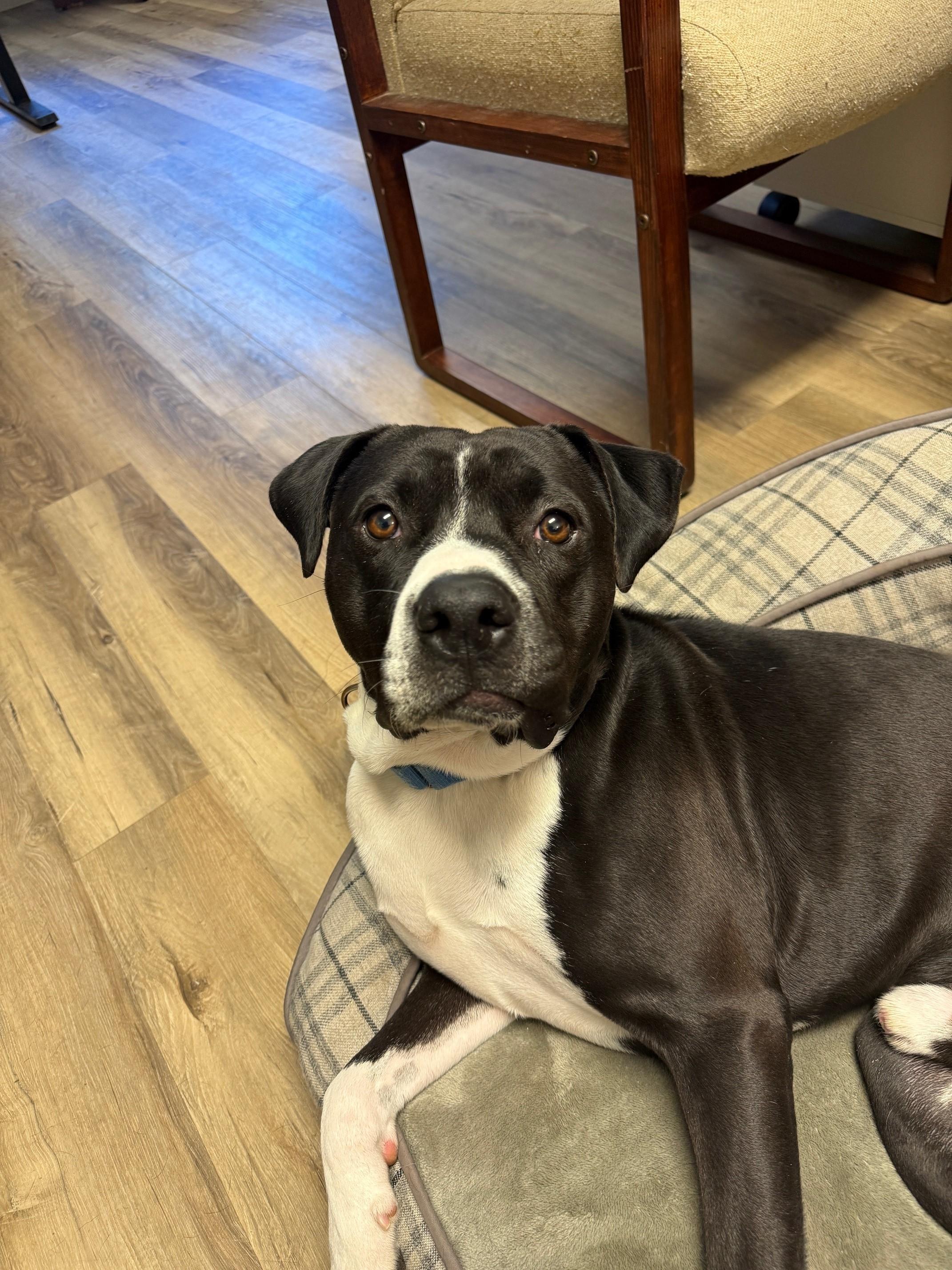 Enlarge Sal, a Adoptable Pit Bull Terrier in Redding, CA image 3/5