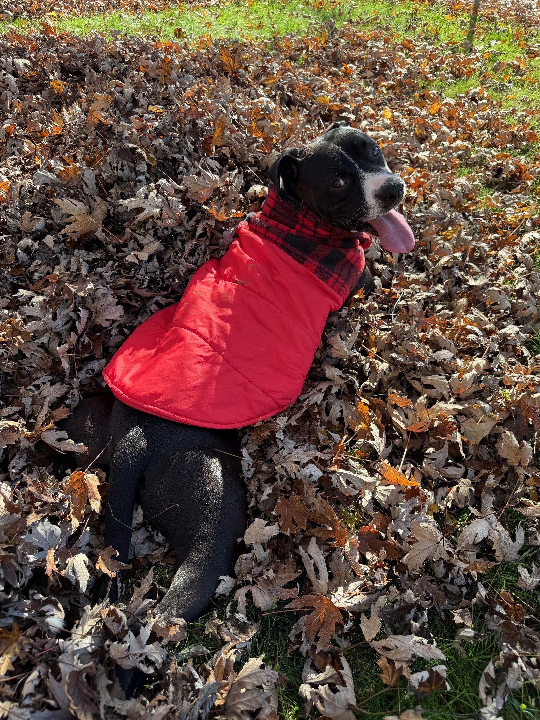Enlarge Sal, a Adoptable Pit Bull Terrier in Redding, CA image 2/4