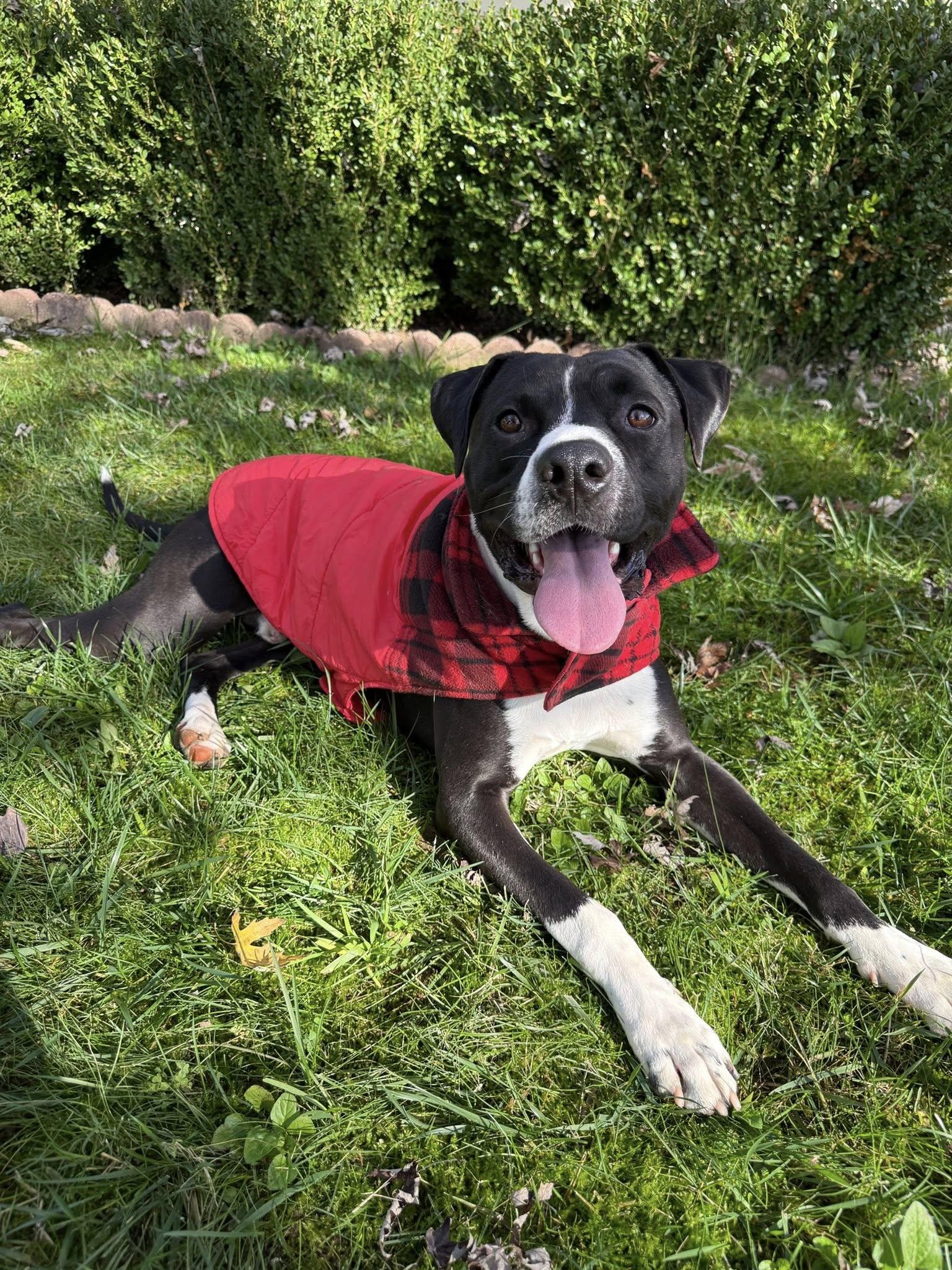 Enlarge Sal, a Adoptable Pit Bull Terrier in Redding, CA image 2/5