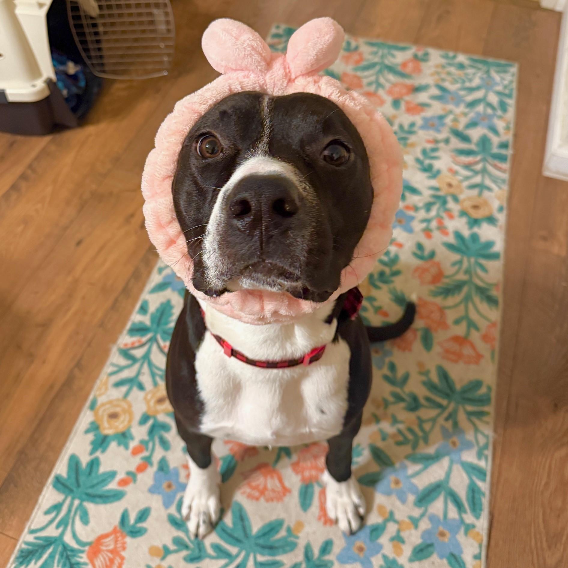 Enlarge Sal, a Adoptable Pit Bull Terrier in Redding, CA image 3/4