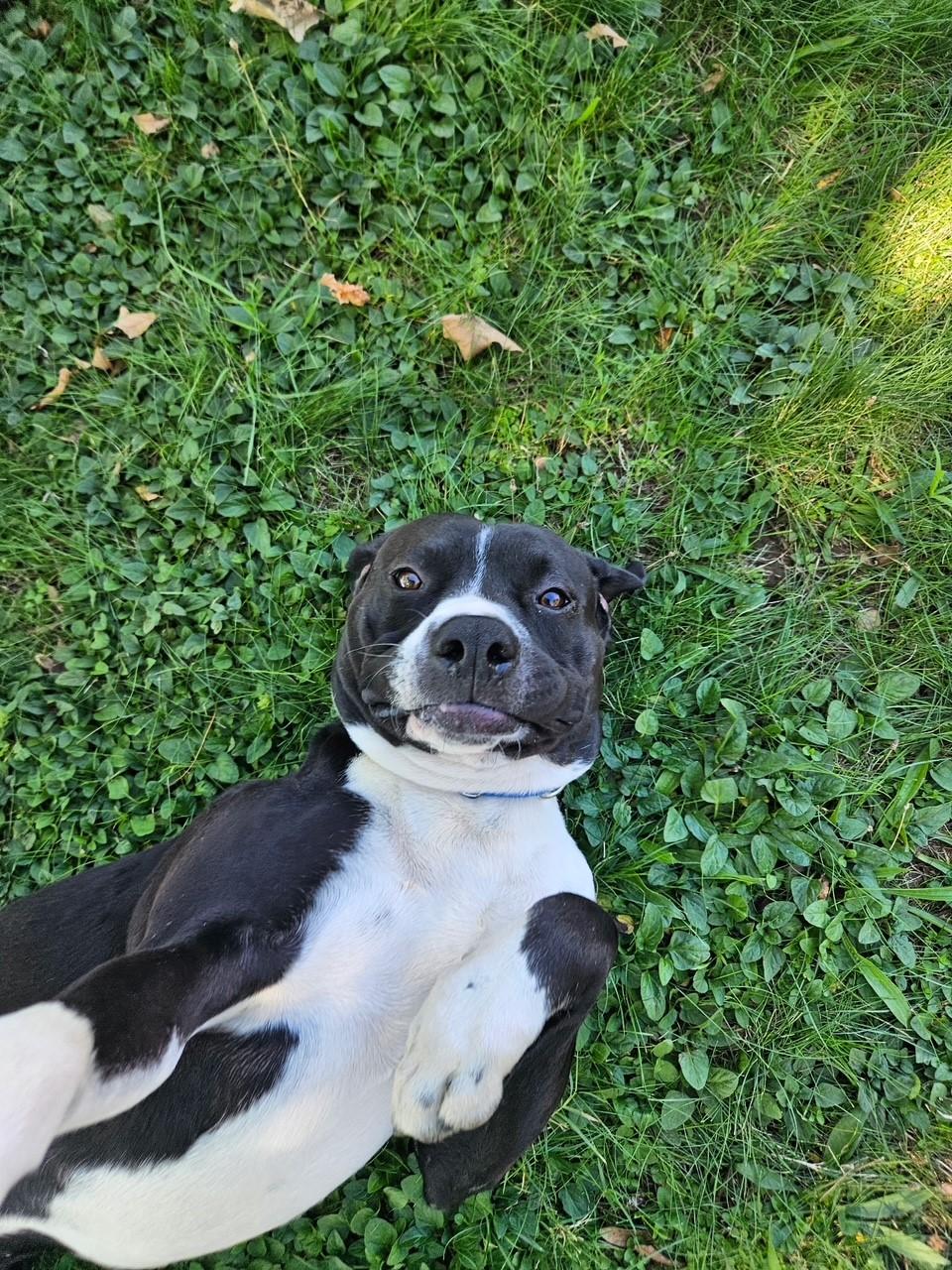 Enlarge Sal, a Adoptable Pit Bull Terrier in Redding, CA image 4/4