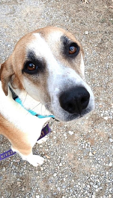 Enlarge LADY, a ADOPTABLE Mixed Breed in Pegram, TN image 2/5