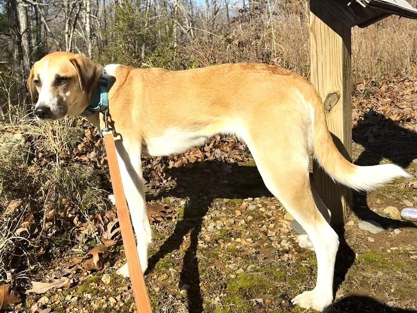 Enlarge LADY, a ADOPTABLE Mixed Breed in Pegram, TN image 3/5