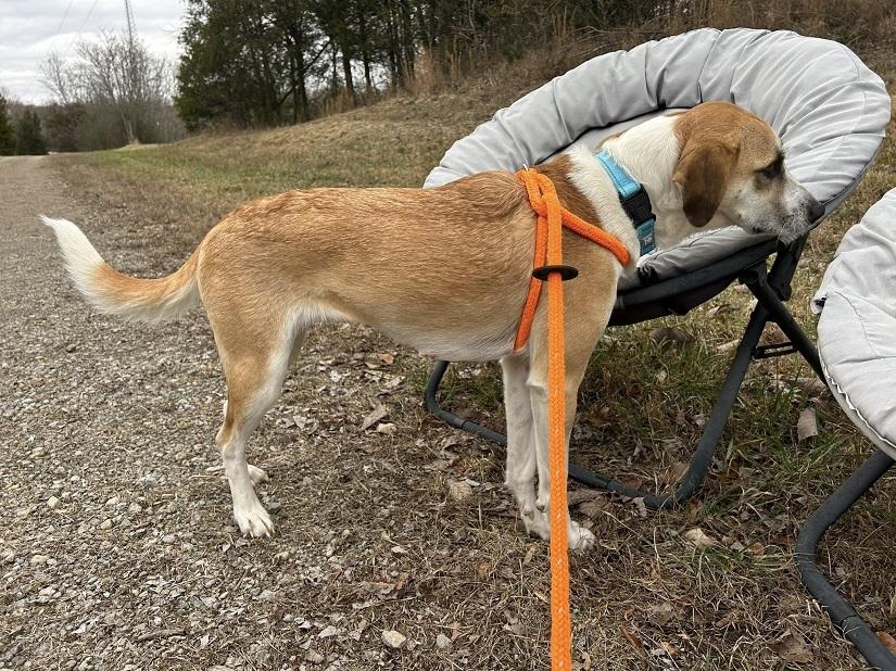 Enlarge LADY, a ADOPTABLE Mixed Breed in Pegram, TN image 5/5