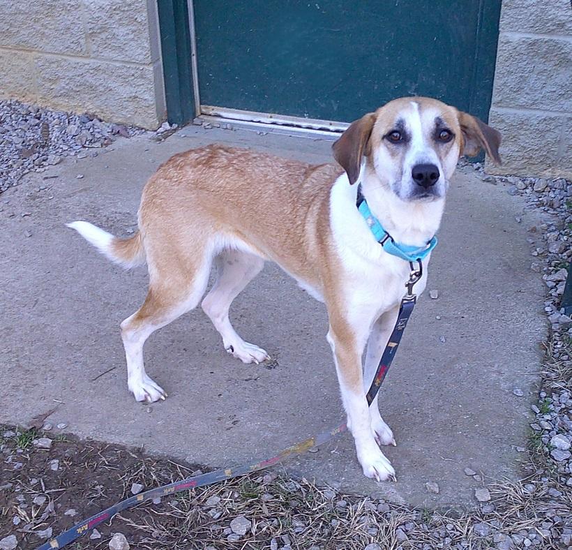 Enlarge LADY, a ADOPTABLE Mixed Breed in Pegram, TN image 4/5