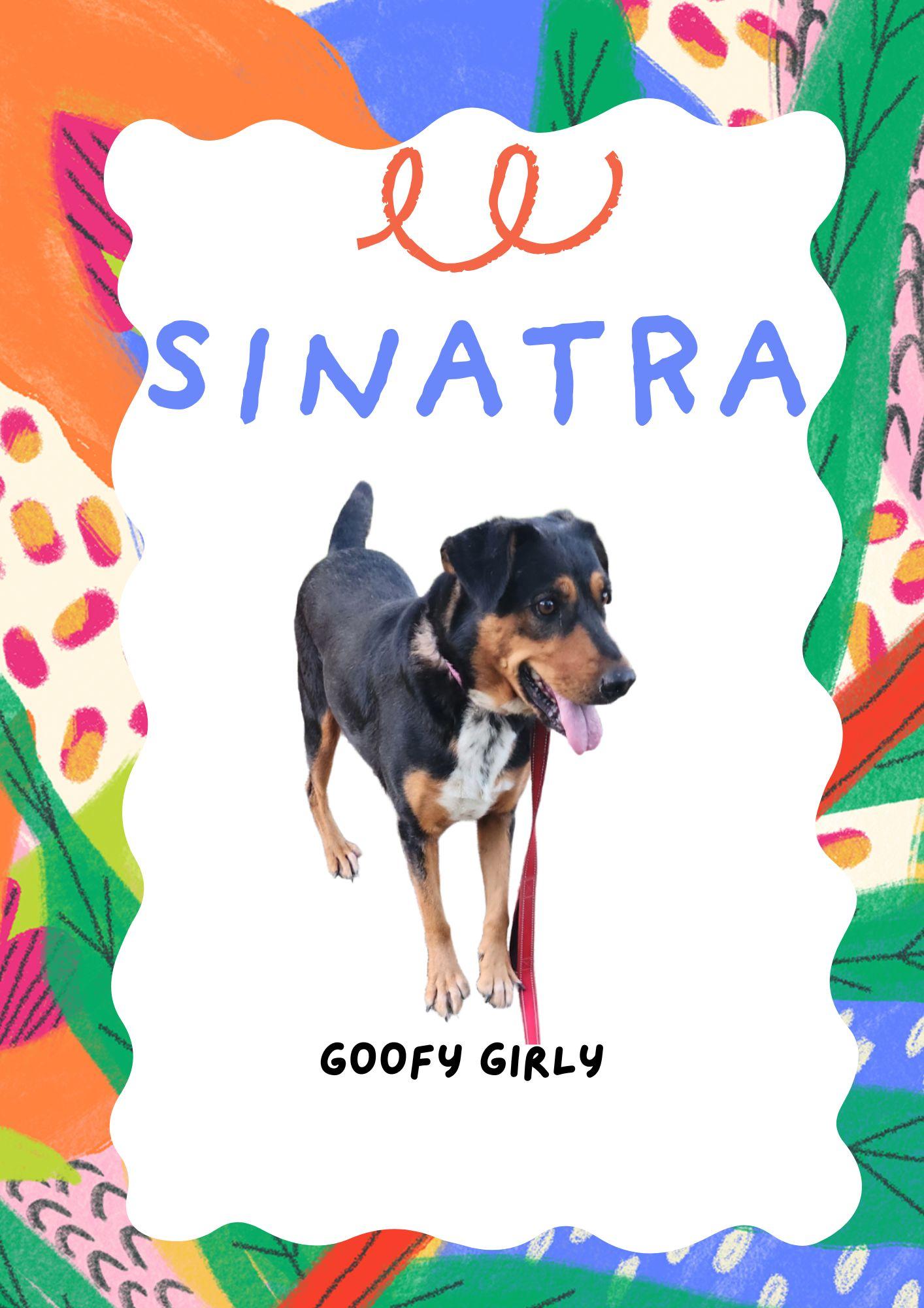 Enlarge Sinatra, a ADOPTABLE mixed breed in Livingston, TX image 2/4