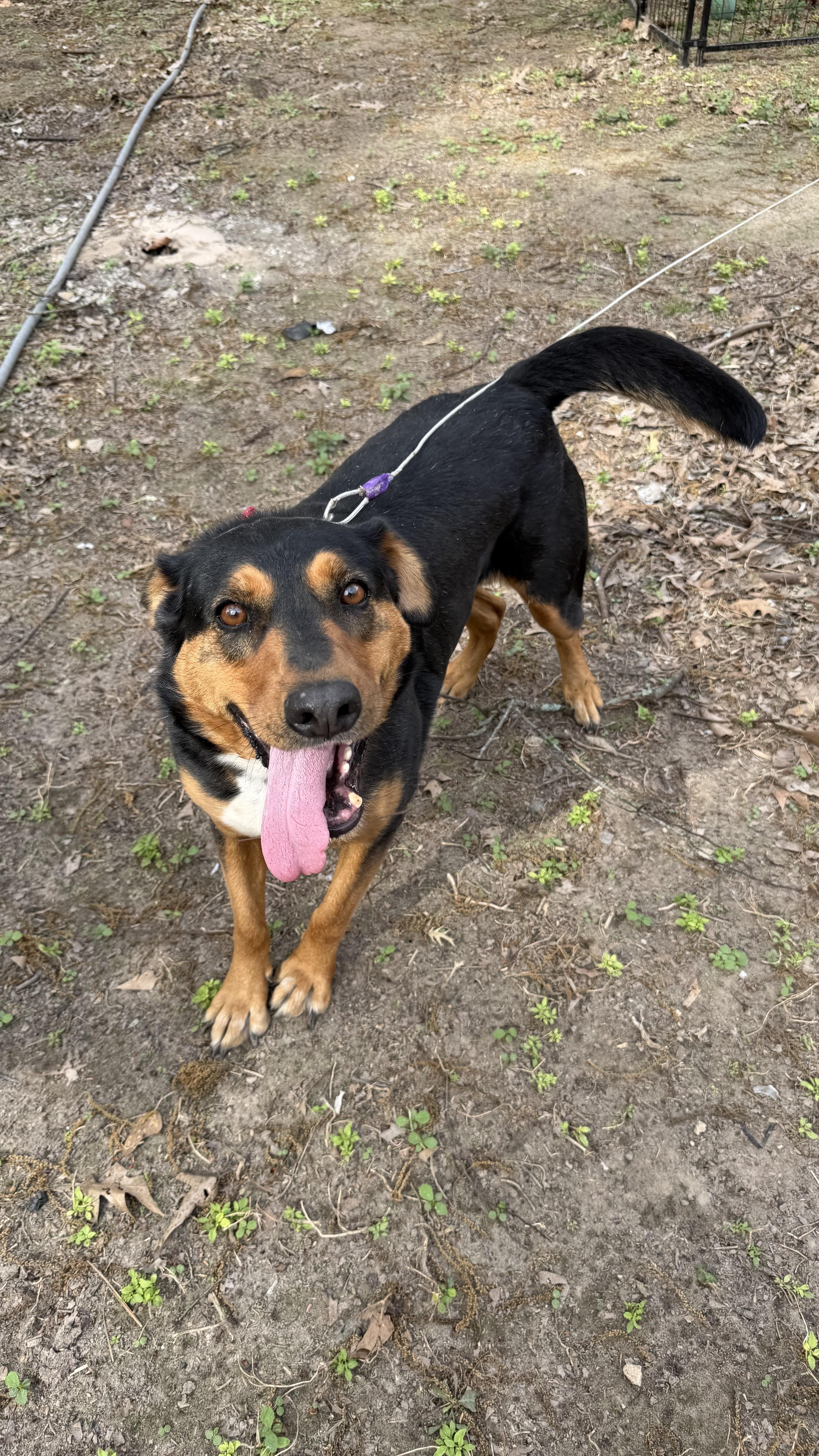 Enlarge Sinatra, a ADOPTABLE mixed breed in Livingston, TX image 3/4