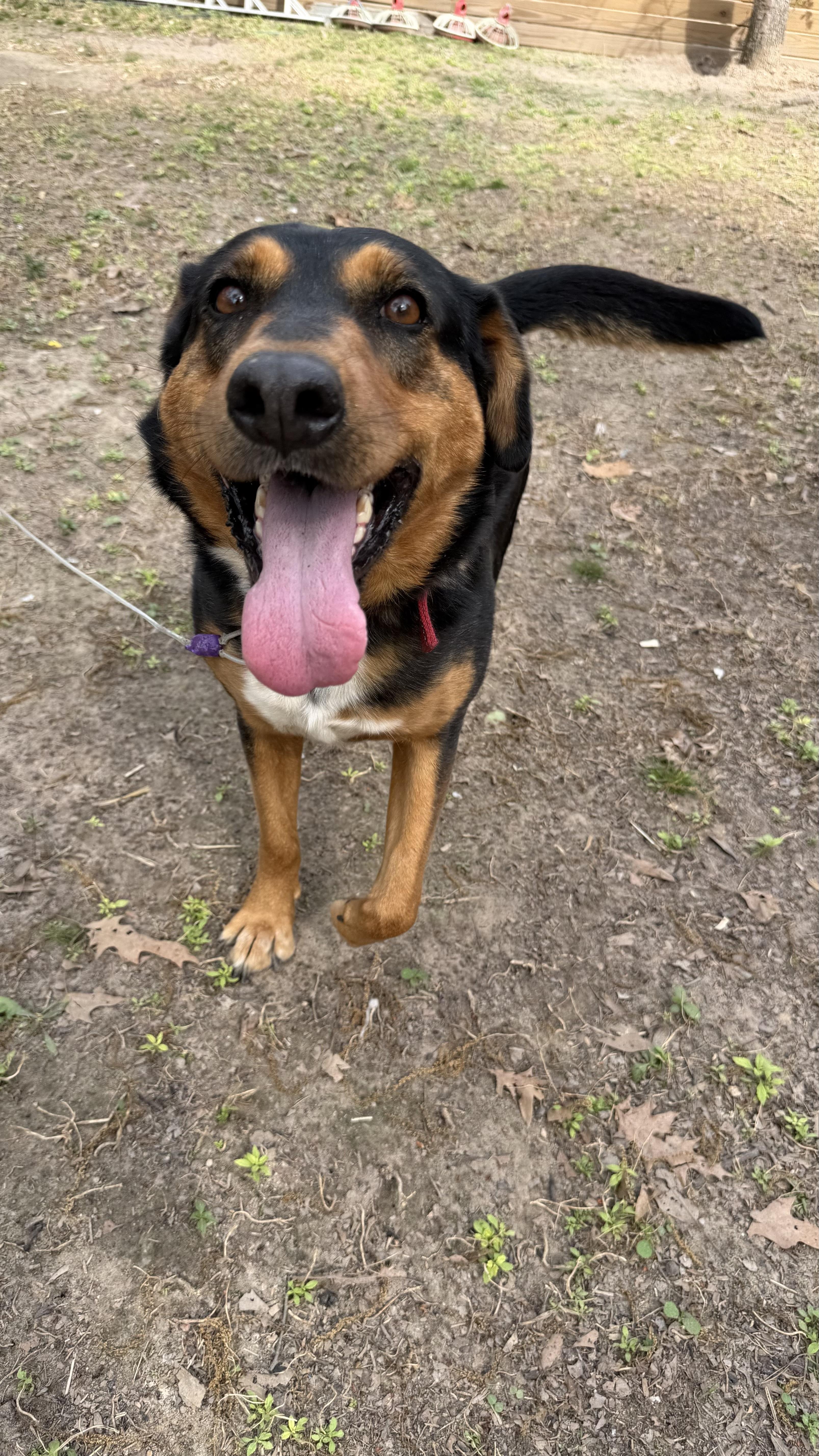 Enlarge Sinatra, a ADOPTABLE mixed breed in Livingston, TX image 1/4