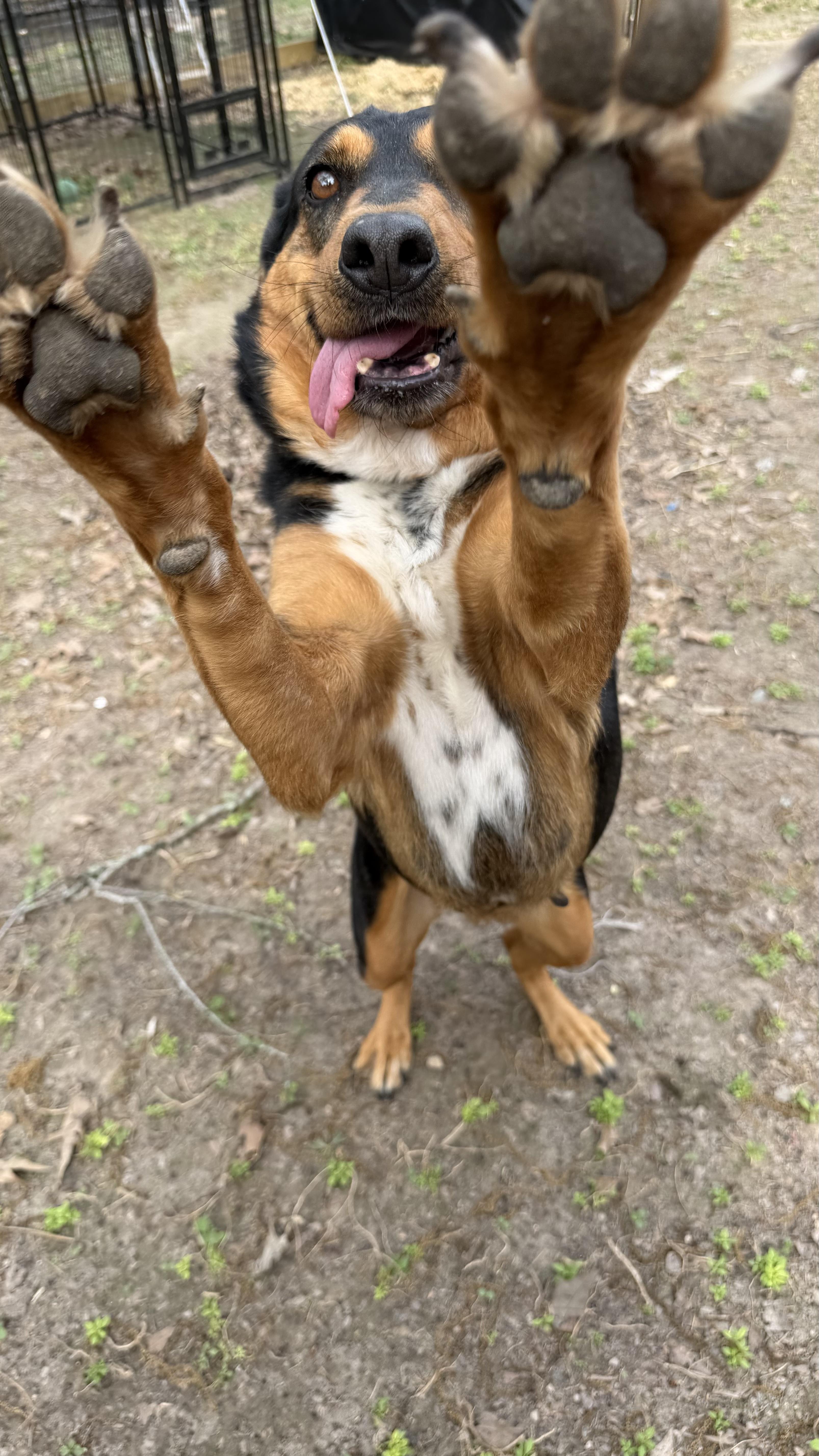 Enlarge Sinatra, a ADOPTABLE mixed breed in Livingston, TX image 4/4