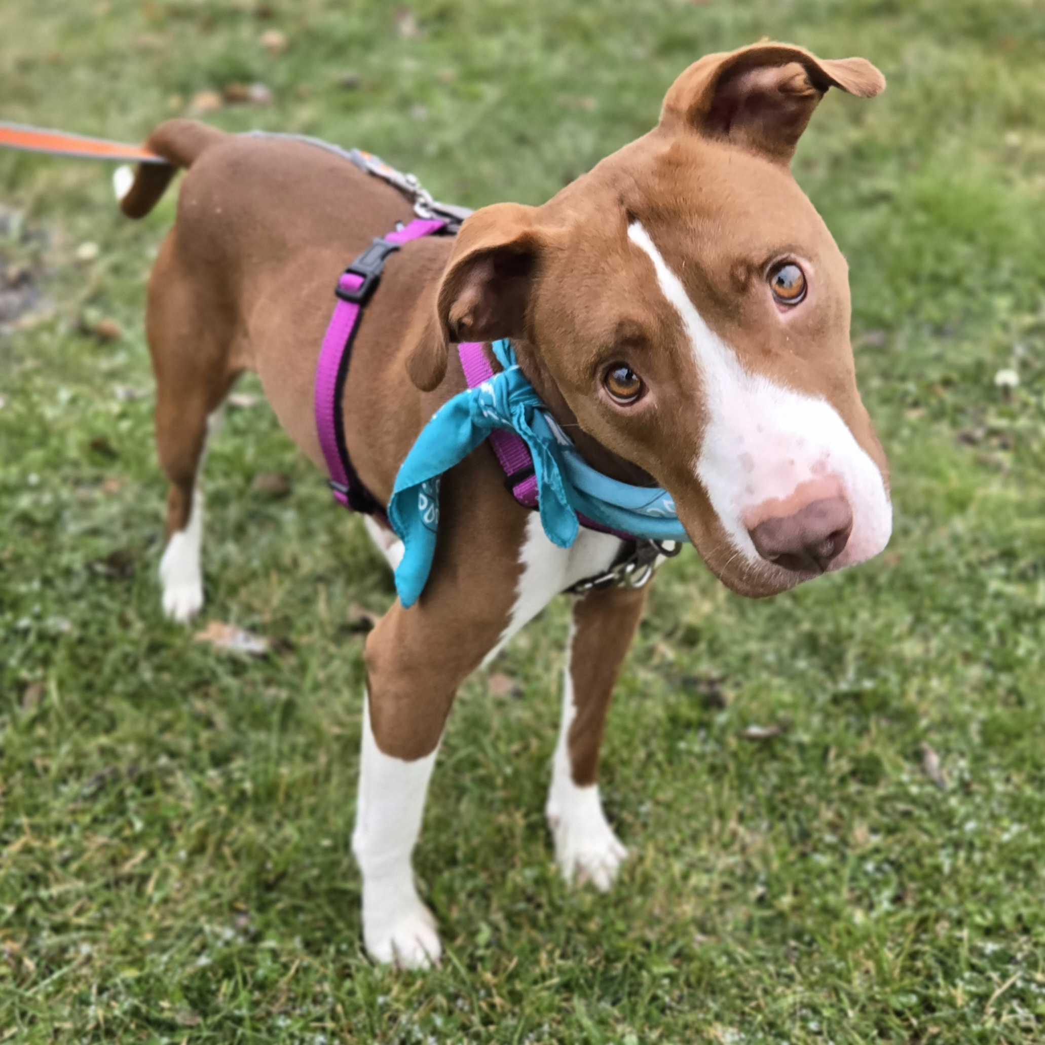 Shandy, ADOPTABLE, Young Female Mixed Breed.