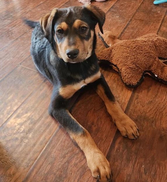 Enlarge Miley, a Adoptable mixed breed in Fort Lupton, CO image 1/6