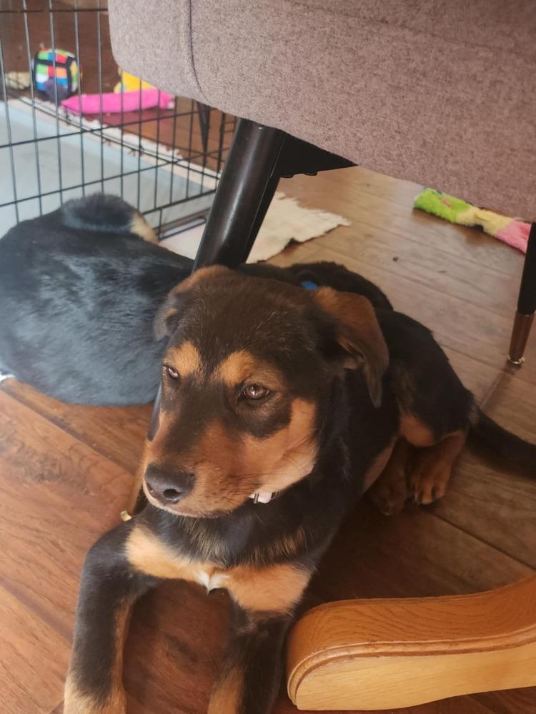 Enlarge Miley, a Adoptable mixed breed in Fort Lupton, CO image 2/6