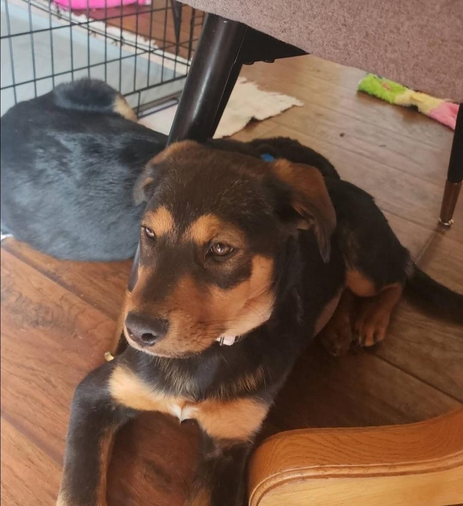 Enlarge Miley, a Adoptable mixed breed in Fort Lupton, CO image 5/6