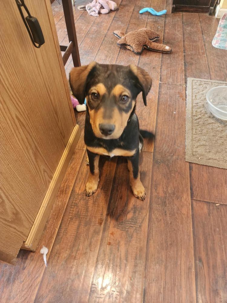 Enlarge Miley, a Adoptable mixed breed in Fort Lupton, CO image 6/6