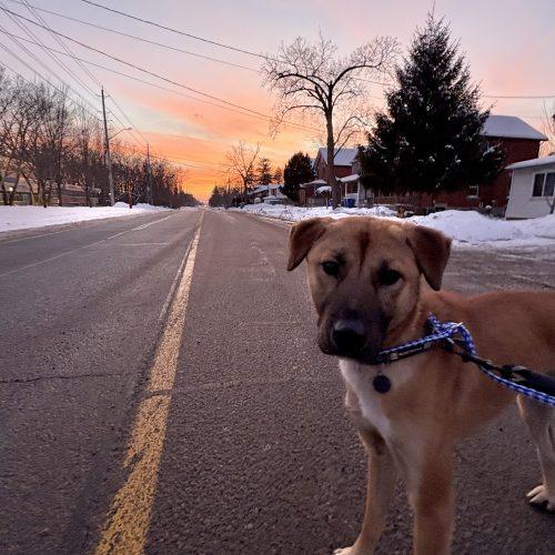 Haneul, Adoptable, Young Male Jindo & Mixed Breed.
