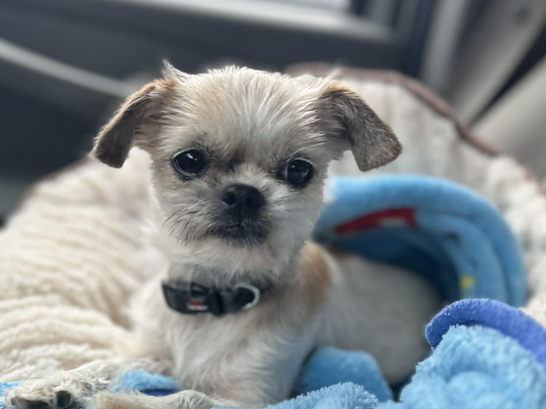 Enlarge Gidget, an adopted mixed breed in Bel Air, MD image 1/6