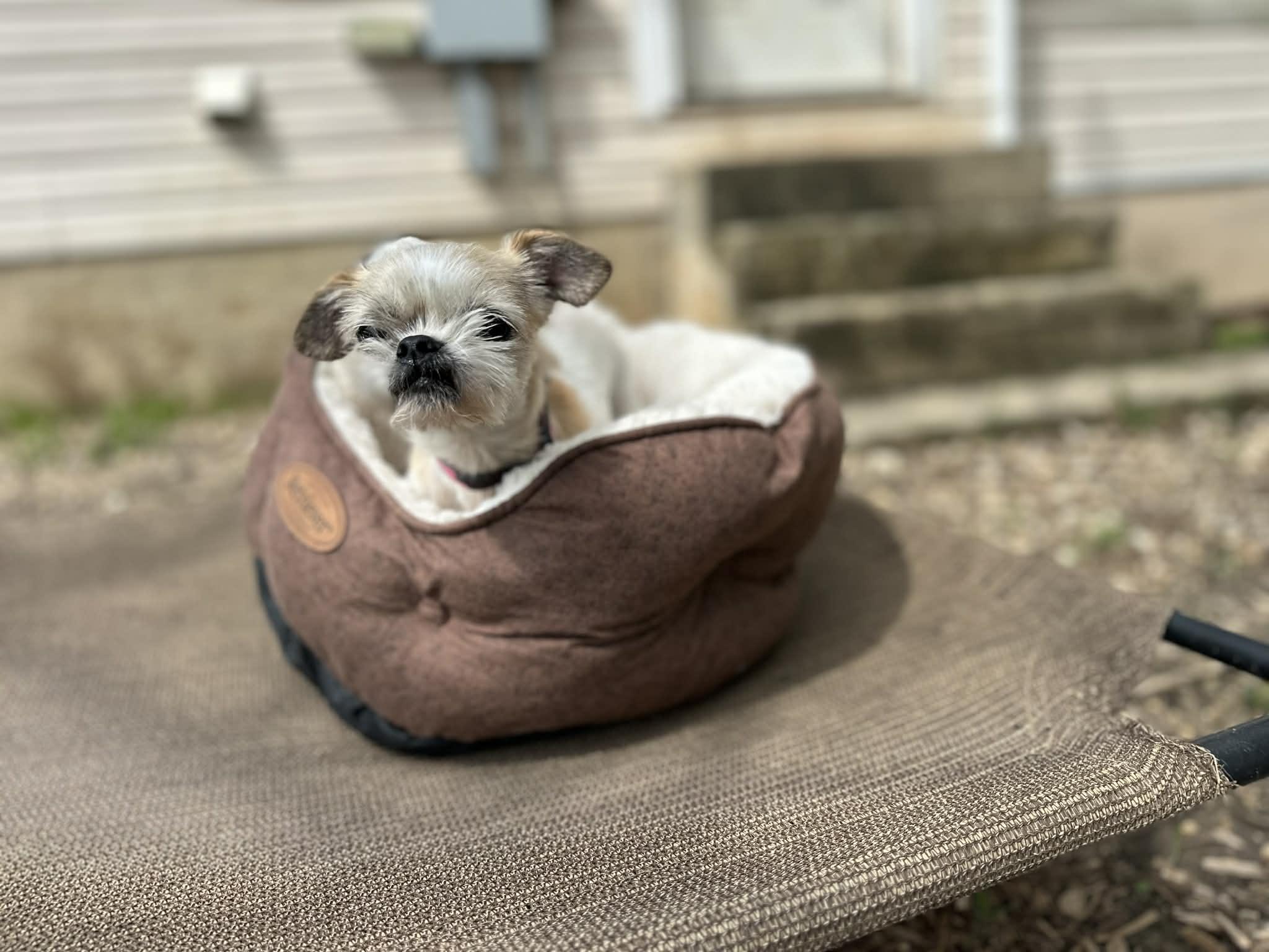 Enlarge Gidget, an adopted mixed breed in Bel Air, MD image 3/6