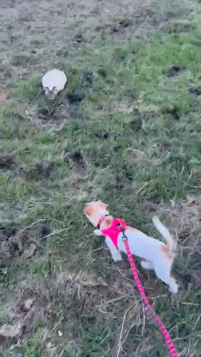 Enlarge Gidget, an adopted mixed breed in Bel Air, MD video 6/6