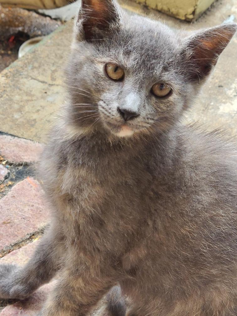 Enlarge Natasha, a Adoptable Tortoiseshell in Lewisville, TX image 2/6