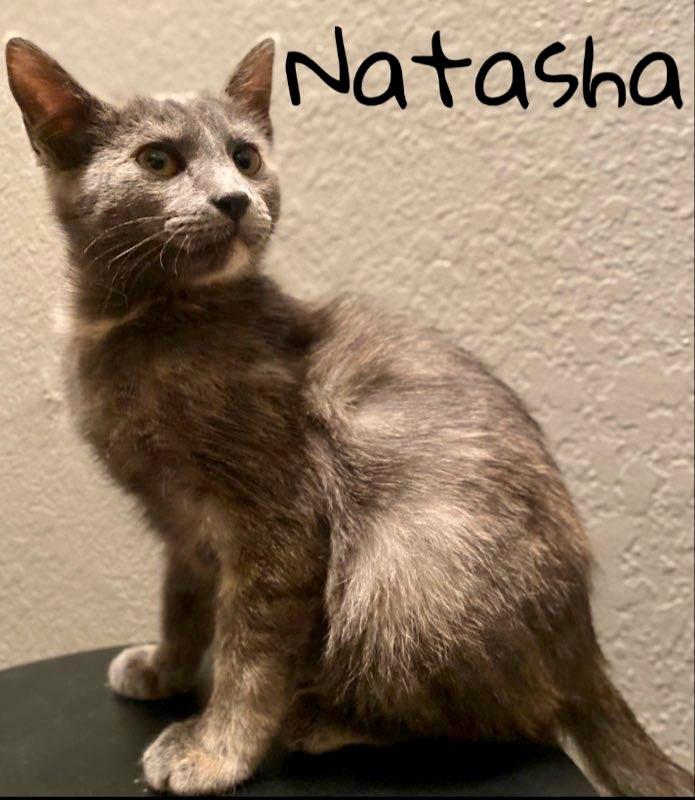 Natasha, a Adoptable Tortoiseshell in Lewisville, TX image 3/6