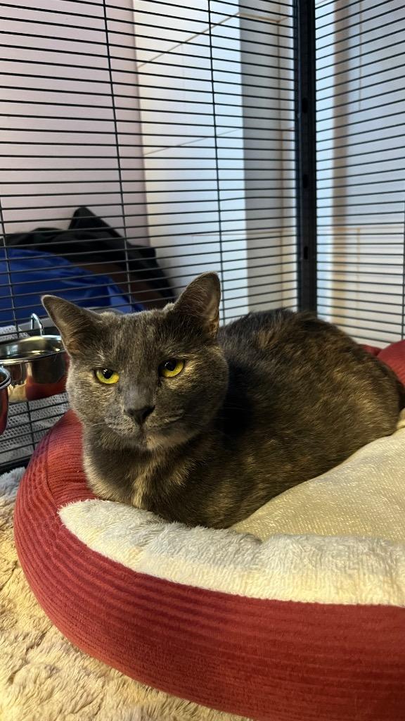 Enlarge Natasha, a Adoptable Tortoiseshell in Lewisville, TX image 3/6