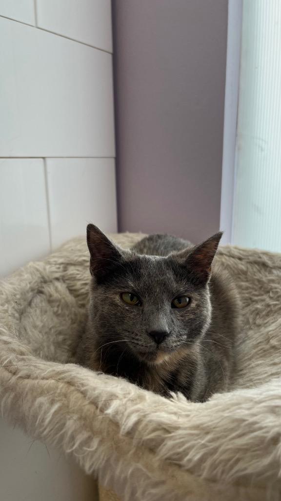 Natasha, a Adoptable Tortoiseshell in Lewisville, TX image 4/6