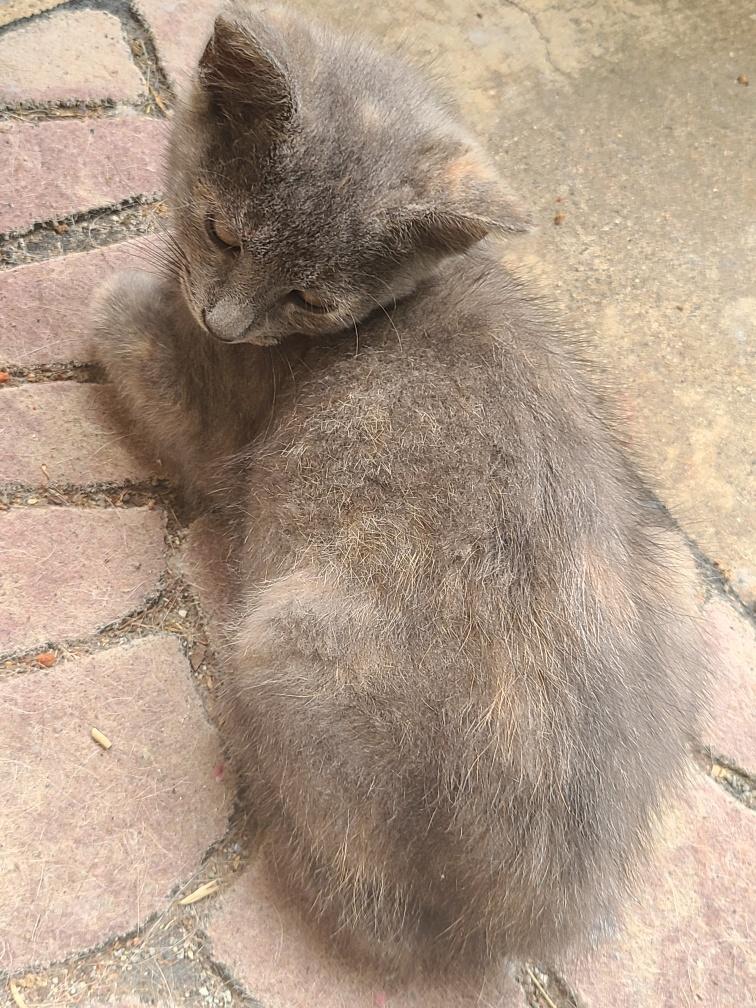 Enlarge Natasha, a Adoptable Tortoiseshell in Lewisville, TX image 5/6