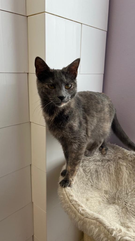 Natasha, a Adoptable Tortoiseshell in Lewisville, TX image 6/6