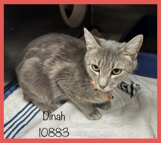 DINAH