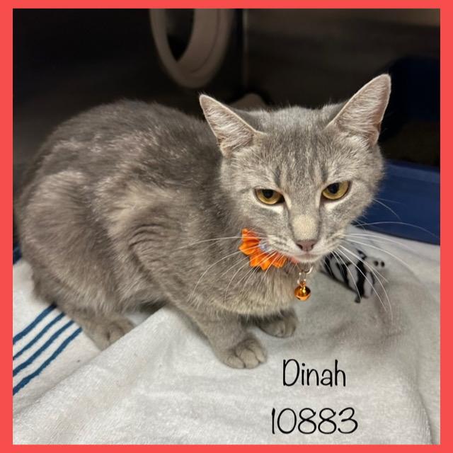 DINAH