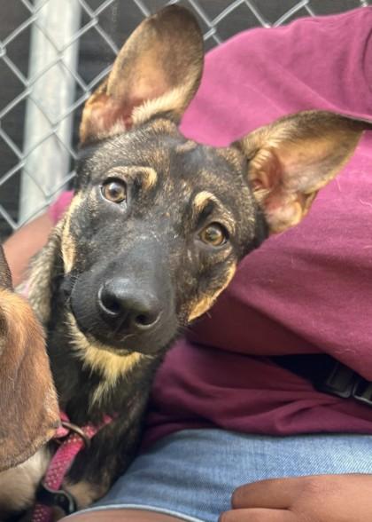 Enlarge Bunny, a Adoptable mixed breed in Traverse City, MI image 1/2