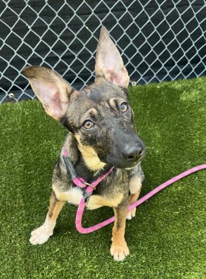 Enlarge Bunny, a Adoptable mixed breed in Traverse City, MI image 2/2