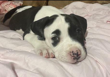 Enlarge Patches, a ADOPTABLE Mixed Breed in Schaumburg, IL image 4/5