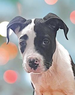 Enlarge Patches, a ADOPTABLE Mixed Breed in Schaumburg, IL image 1/5