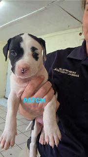 Enlarge Patches, a ADOPTABLE Mixed Breed in Schaumburg, IL image 2/5